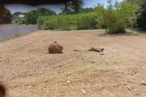 Terreno in Nettuno