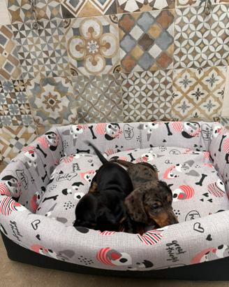 Bassotto nano cuccioli