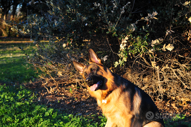 Pastore tedesco maschio per accoppiamento