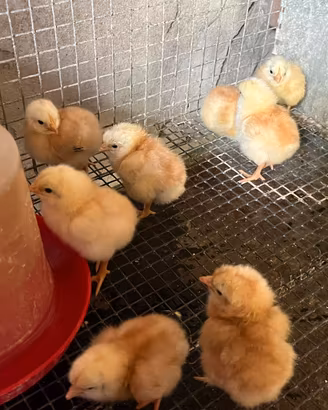Pulcini gallina ovaiola