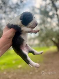Cuccioli Border collie