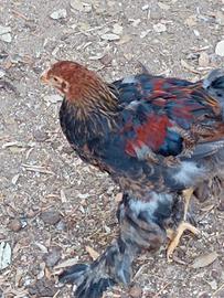 Gallo Brahma
