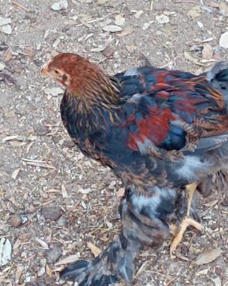 Gallo Brahma