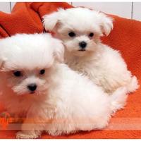 Cuccioli di MALTESE