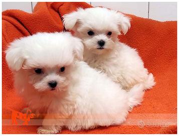 Cuccioli di MALTESE