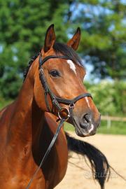 Cavalla 8 Anni salto Ostacoli