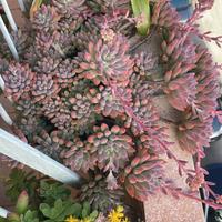 Pianta BABY Sedum pachyphyllum