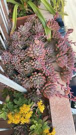 Pianta BABY Sedum pachyphyllum