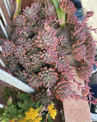 Pianta BABY Sedum pachyphyllum