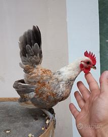 Galli serama