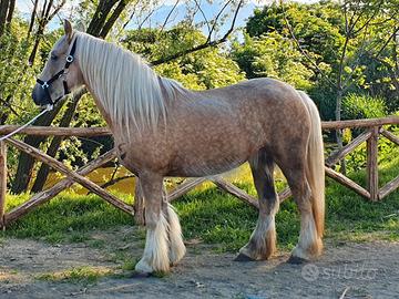 Lady cavalla gipsy