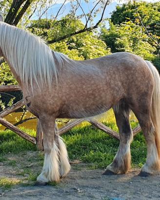 Lady cavalla gipsy