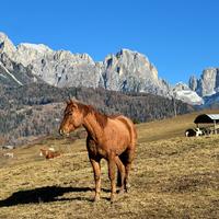 Castrone quarter horse