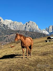 Castrone quarter horse