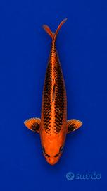 Koi Kin Matsuba 36 cm