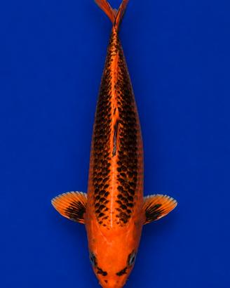 Koi Kin Matsuba 36 cm