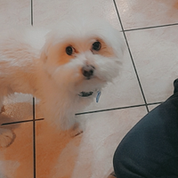 Maltese