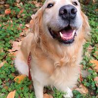 Meraviglioso Golden retriever