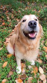 Meraviglioso Golden retriever