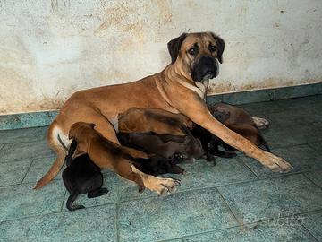 Cuccioli di Cane Corso