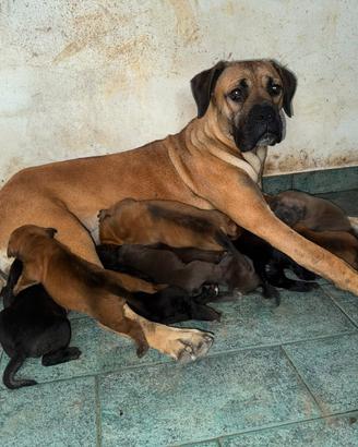 Cuccioli di Cane Corso