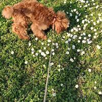 Barboncino toy 5 mesi