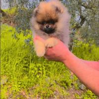 Maschio Pomerania Orange brillante con Pedigree