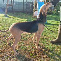 Femmina segugio italiano 5 anni