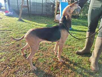 Femmina segugio italiano 5 anni