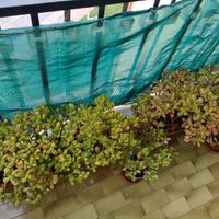 Lotto alberi di giada dei soldi o della fortuna