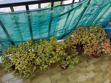 Lotto alberi di giada dei soldi o della fortuna