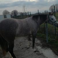 Splendida Paint horse con documenti americani