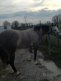 Splendida Paint horse con documenti americani