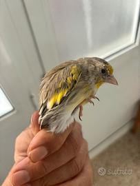 Uccelli