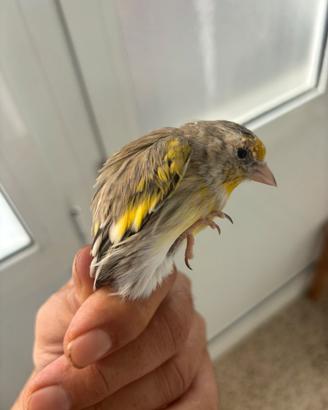 Uccelli