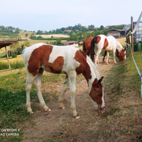 Puledra Paint