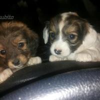 Cuccioli di maltese mix volpino