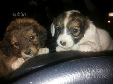 Cuccioli di maltese mix volpino