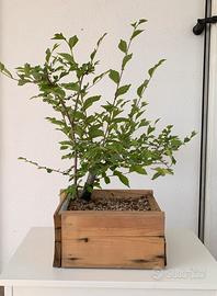 Yamadori Olmo Campestre
