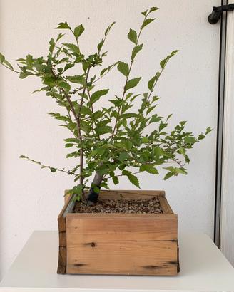 Yamadori Olmo Campestre