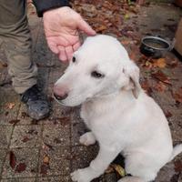 Cucciola taglia piccola-media