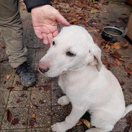 Cucciola taglia piccola-media