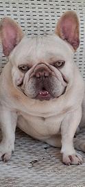 Cuccioli di bull dog francese