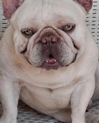 Cuccioli di bull dog francese