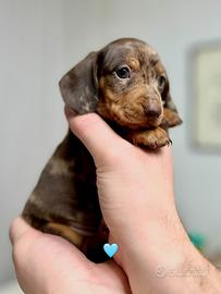Cuccioli Bassotto Tedesco