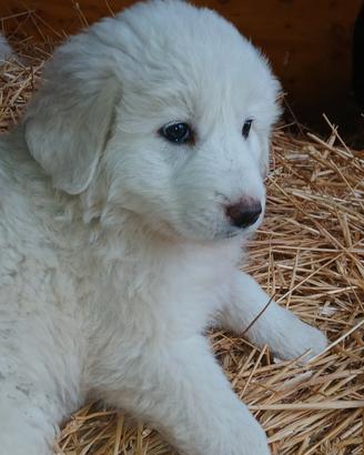 Cuccioli maremmano pirenei