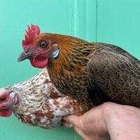 Galline variopinte