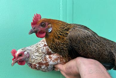Galline variopinte