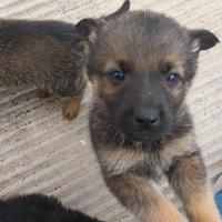 Cuccioli meticci