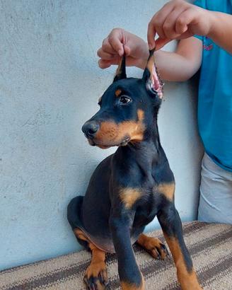 Dobermann Europeo cuccioli disponibili